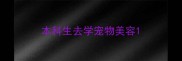本科生去学宠物美容