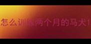 怎么训练两个月的马犬