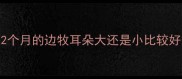 2个月的边牧耳朵大还是小比较好