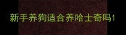 新手养狗适合养哈士奇吗