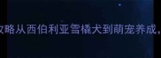 新手必看哈士奇养护全攻略从西伯利亚雪橇犬到萌宠养成这篇干货让你秒变养狗达人
