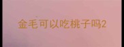 金毛可以吃桃子吗