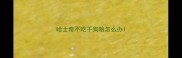 哈士奇不吃干狗粮怎么办