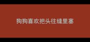 狗狗喜欢把头往缝里塞