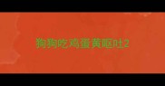 狗狗吃鸡蛋黄呕吐
