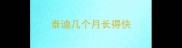 泰迪几个月长得快