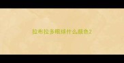 拉布拉多眼球什么颜色