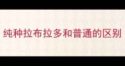 纯种拉布拉多和普通的区别