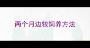 两个月边牧饲养方法