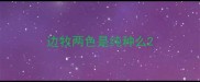 边牧两色是纯种么