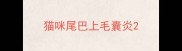 猫咪尾巴上毛囊炎