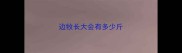 边牧长大会有多少斤