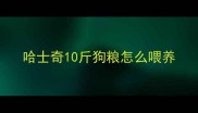 哈士奇10斤狗粮怎么喂养