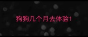 狗狗几个月去体验