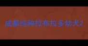 成都纯种拉布拉多幼犬