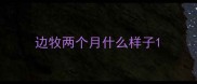 边牧两个月什么样子