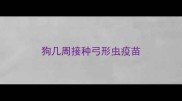 狗几周接种弓形虫疫苗