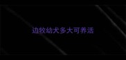 边牧幼犬多大可养活