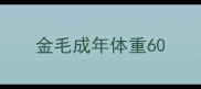 金毛成年体重60