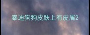 泰迪狗狗皮肤上有皮屑