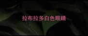 拉布拉多白色眼睛