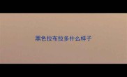 黑色拉布拉多什么样子