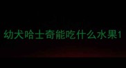 幼犬哈士奇能吃什么水果