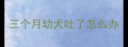 三个月幼犬吐了怎么办