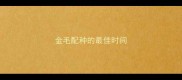 金毛配种的最佳时间