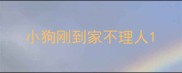 小狗刚到家不理人