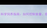 主拉布拉多食量惊人科学饲养指南如何控制食量搭配营养餐并预防肥胖