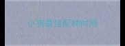 小狗最佳配种时间
