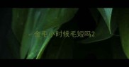 金毛小时候毛短吗
