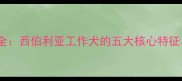 哈士奇性格全西伯利亚工作犬的五大核心特征与饲养指南