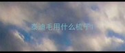 泰迪毛用什么梳子
