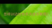 怎样训边牧牧羊犬放羊教程
