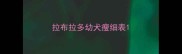 拉布拉多幼犬瘦细表