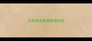 灰色泰迪普通泰迪区别