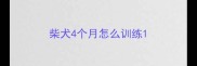 柴犬4个月怎么训练