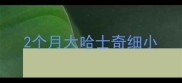 2个月大哈士奇细小