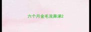 六个月金毛流鼻涕