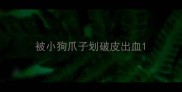 被小狗爪子划破皮出血