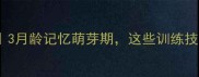 泰迪幼犬成长全记录3月龄记忆萌芽期这些训练技巧让狗狗秒变聪明
