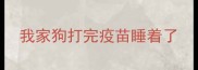 我家狗打完疫苗睡着了