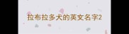 拉布拉多犬的英文名字