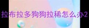 拉布拉多狗狗拉稀怎么办