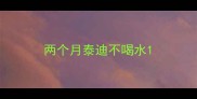 两个月泰迪不喝水