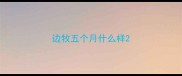 边牧五个月什么样
