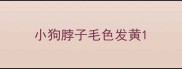 小狗脖子毛色发黄