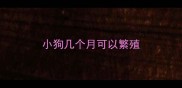 小狗几个月可以繁殖
